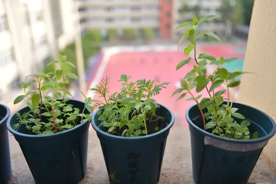 重庆市鱼洞中学教师,重庆鱼洞中学教师名单