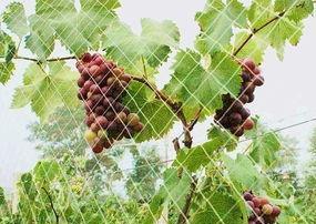 面包夹知识,面包夹心冷知识