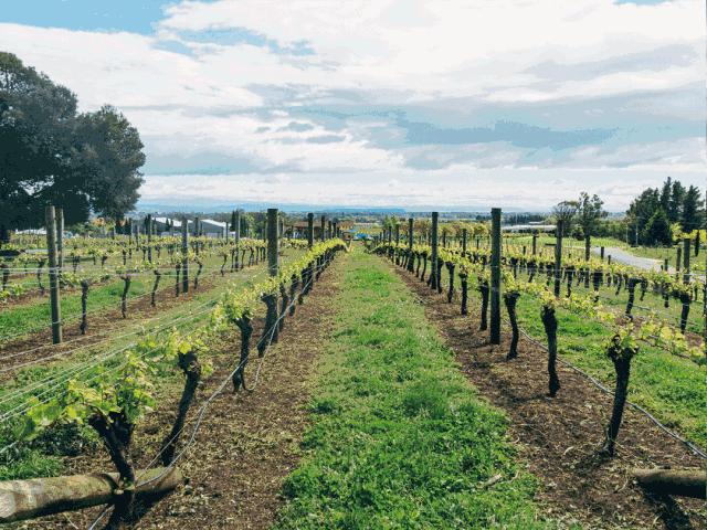 周游记2新西兰之旅,新西兰之旅15集