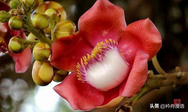 一花一世界一叶一菩提一人一众生,一花一世界一树一菩提一生爱一人