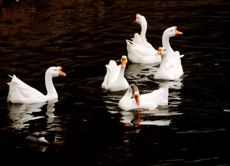 鹅下软皮蛋缺什么营养,鹅下软蛋老破是什么原因