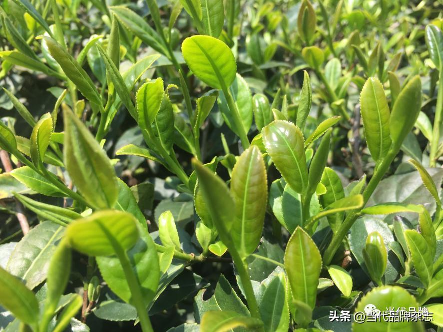 安溪铁观音销量榜,安溪铁观音公共品牌排名