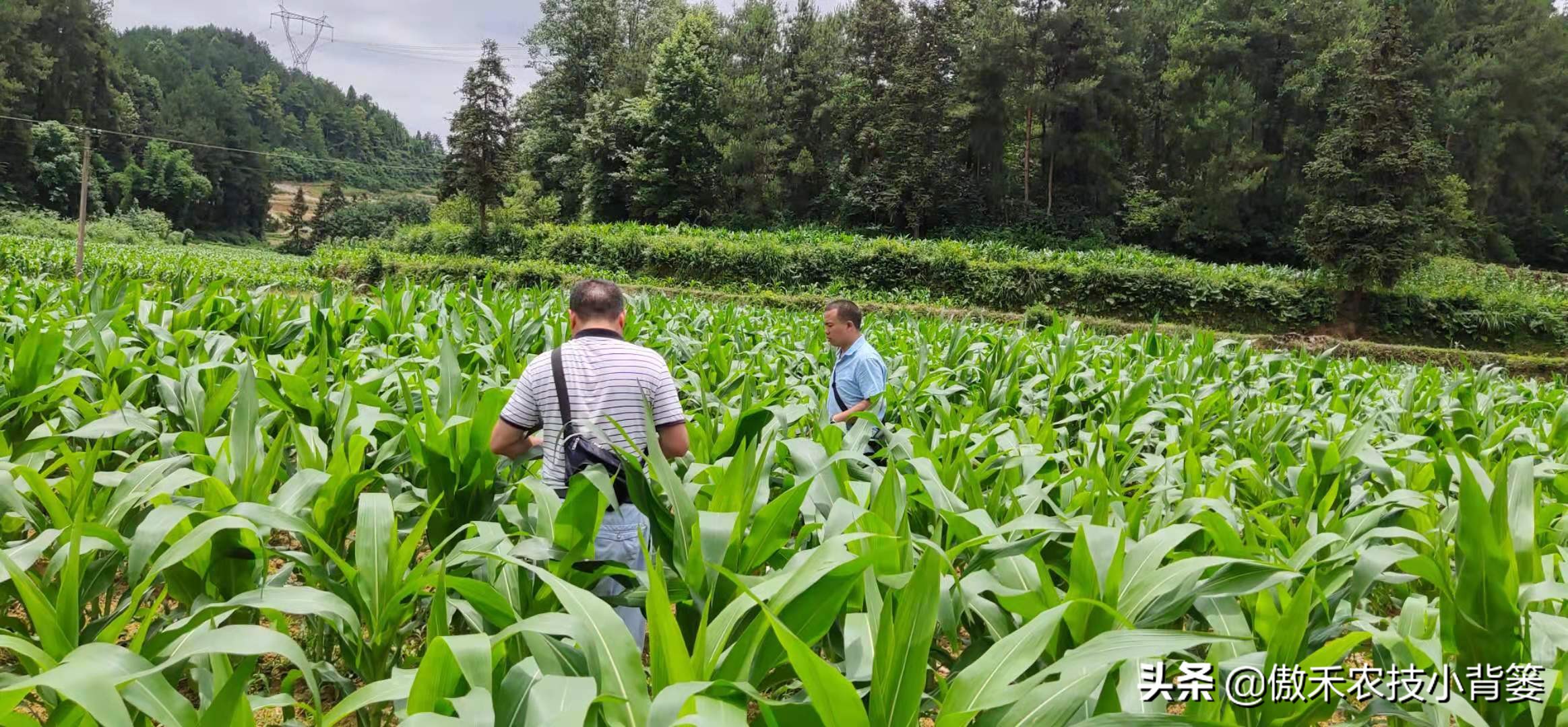玉米螟虫药什么时候打,防玉米螟什么时间打药合适
