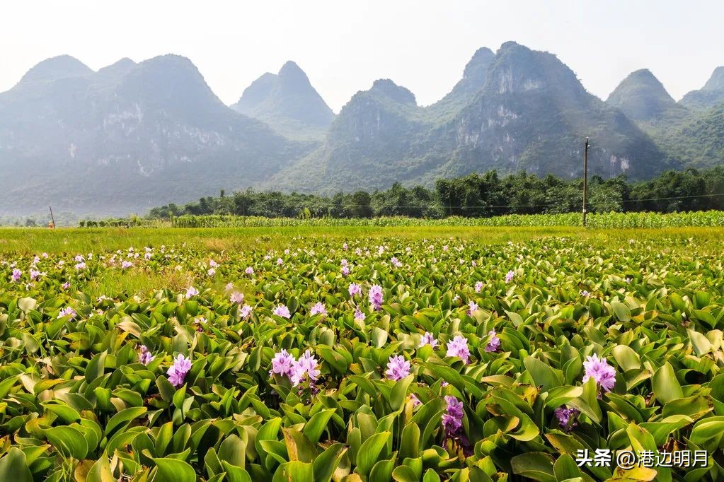 春分什么意思,春分夏至秋分冬至分别是哪几天