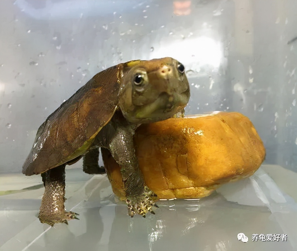 龟脖子上有伤口怎么办,龟的脖子两边有伤痕是怎么回事