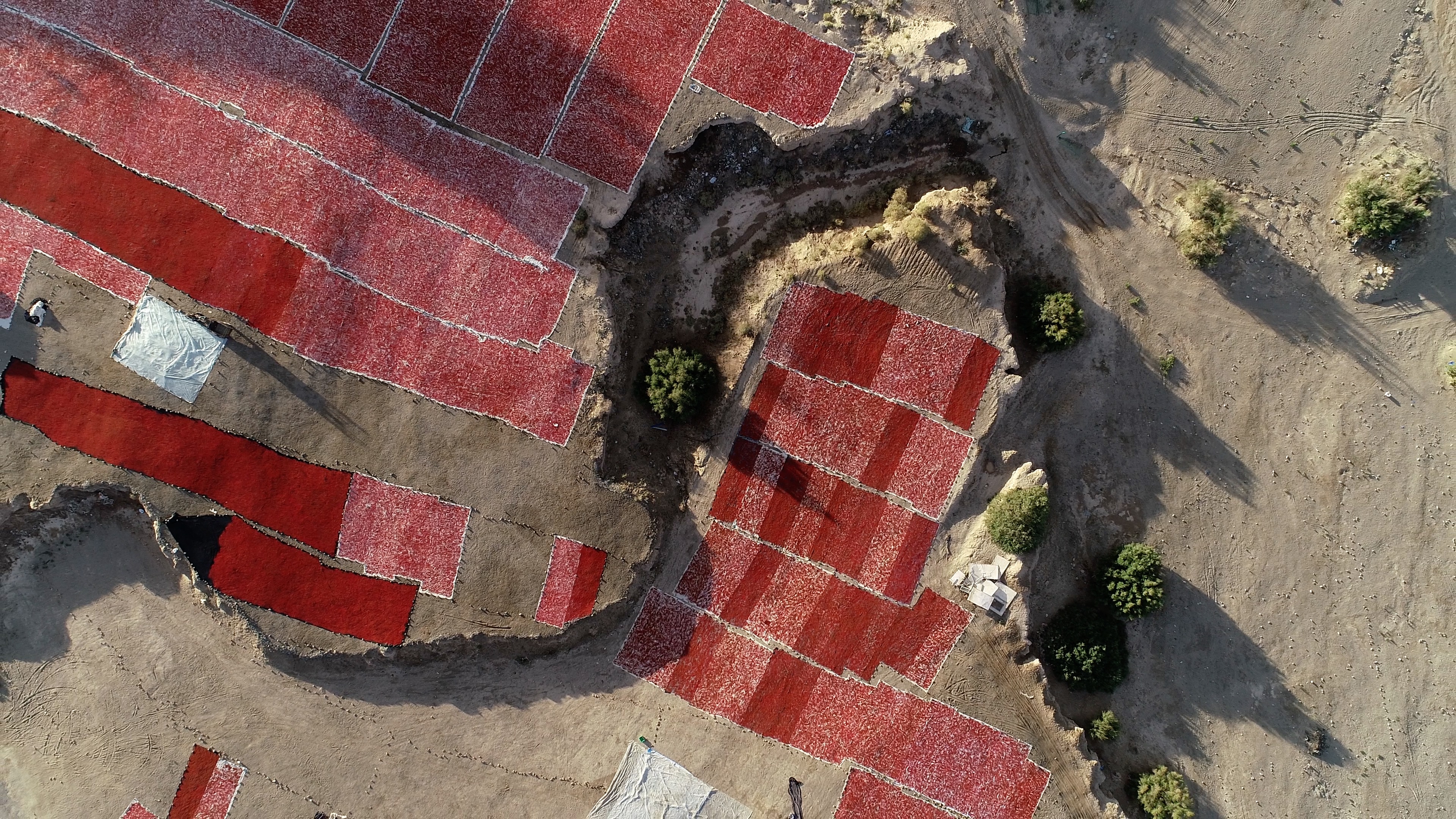 青海诺木洪枸杞今年什么时候摘,青海诺木洪枸杞采摘