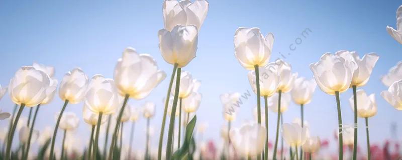 郁金香的花语可以送给妈妈吗,郁金香的花语和象征含义