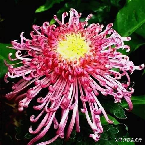 菊花有多少种颜色分别是什么色,菊花的品种分类以及颜色和形状