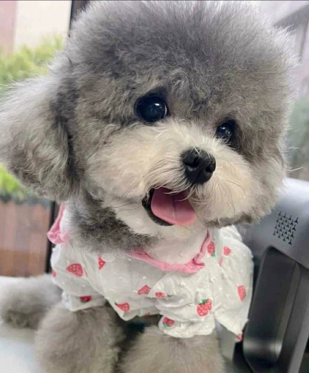 如何通过毛发辨别泰迪的年龄,各种颜色的泰迪性格