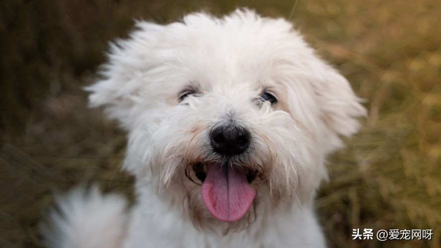 每天了解一只狗阿拉斯加,每天了解一只狗拉布拉多