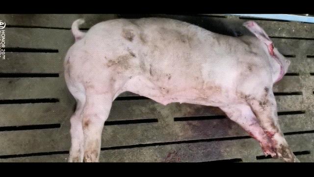 猪病猪中暑怎么办,猪中暑最简单的方法