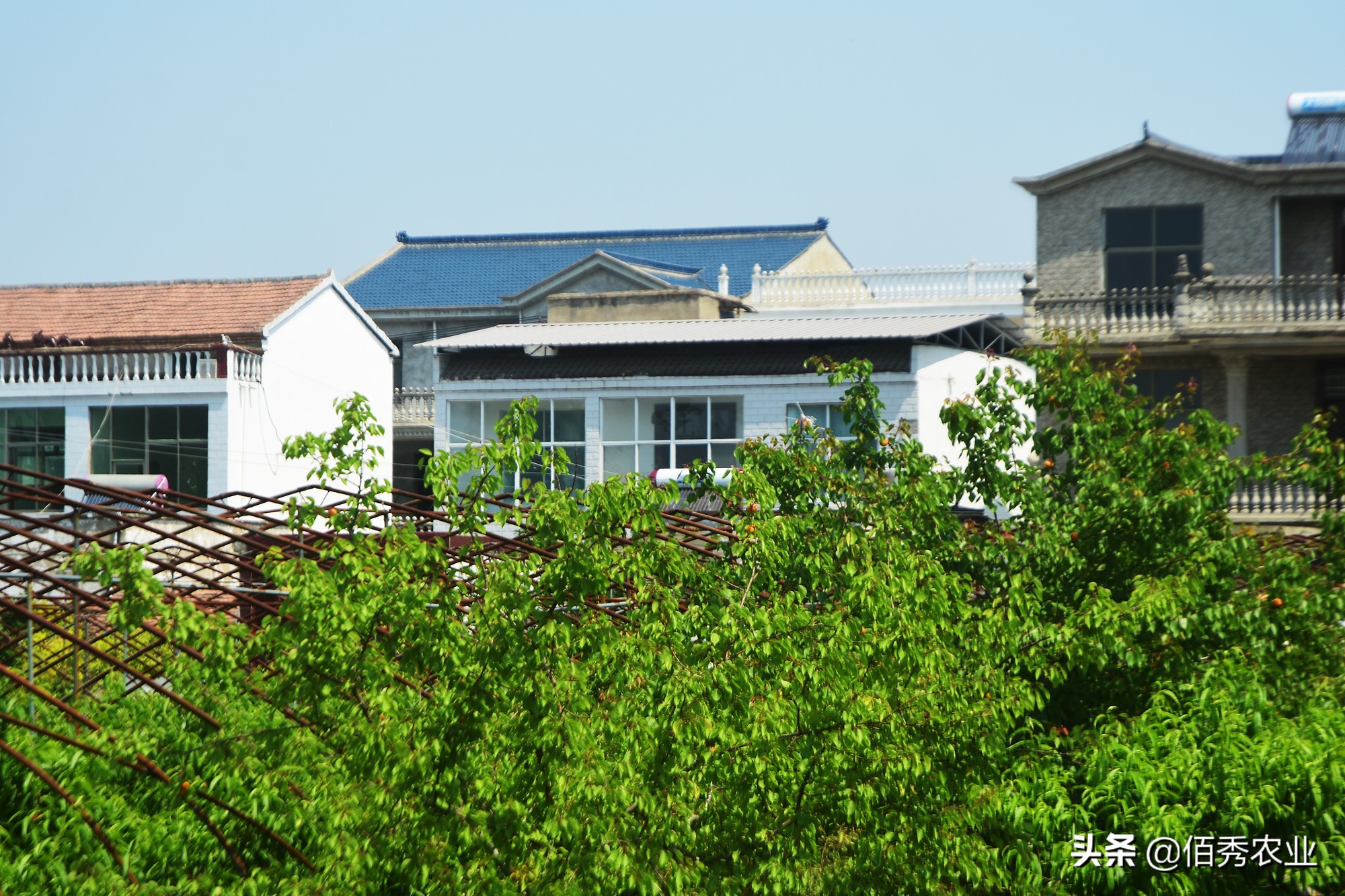 种植桃子成本与利润,农村种植零风险