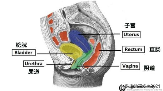 女性宫颈为啥老出问题,宫颈常见问题有哪些