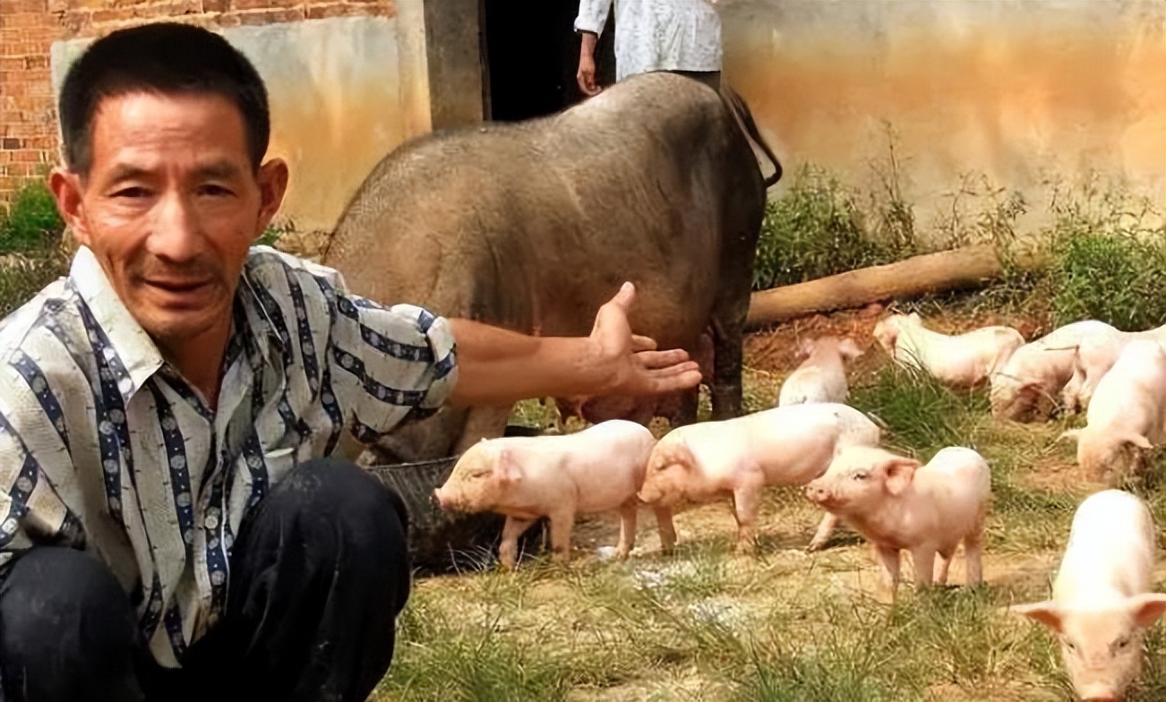 了解养猪现状探寻稳定养猪之策,入坑了只会越陷越深
