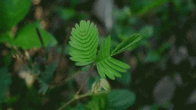 常见有毒花千万别碰,世上有毒的花和植物