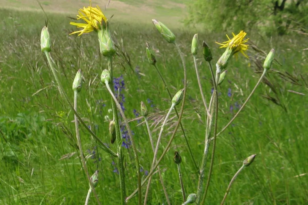根类食物大全 (5种根菜类的食材)
