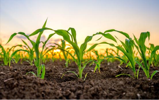 玉米除草剂药害玉米减产吗,玉米药害补救最快的方法