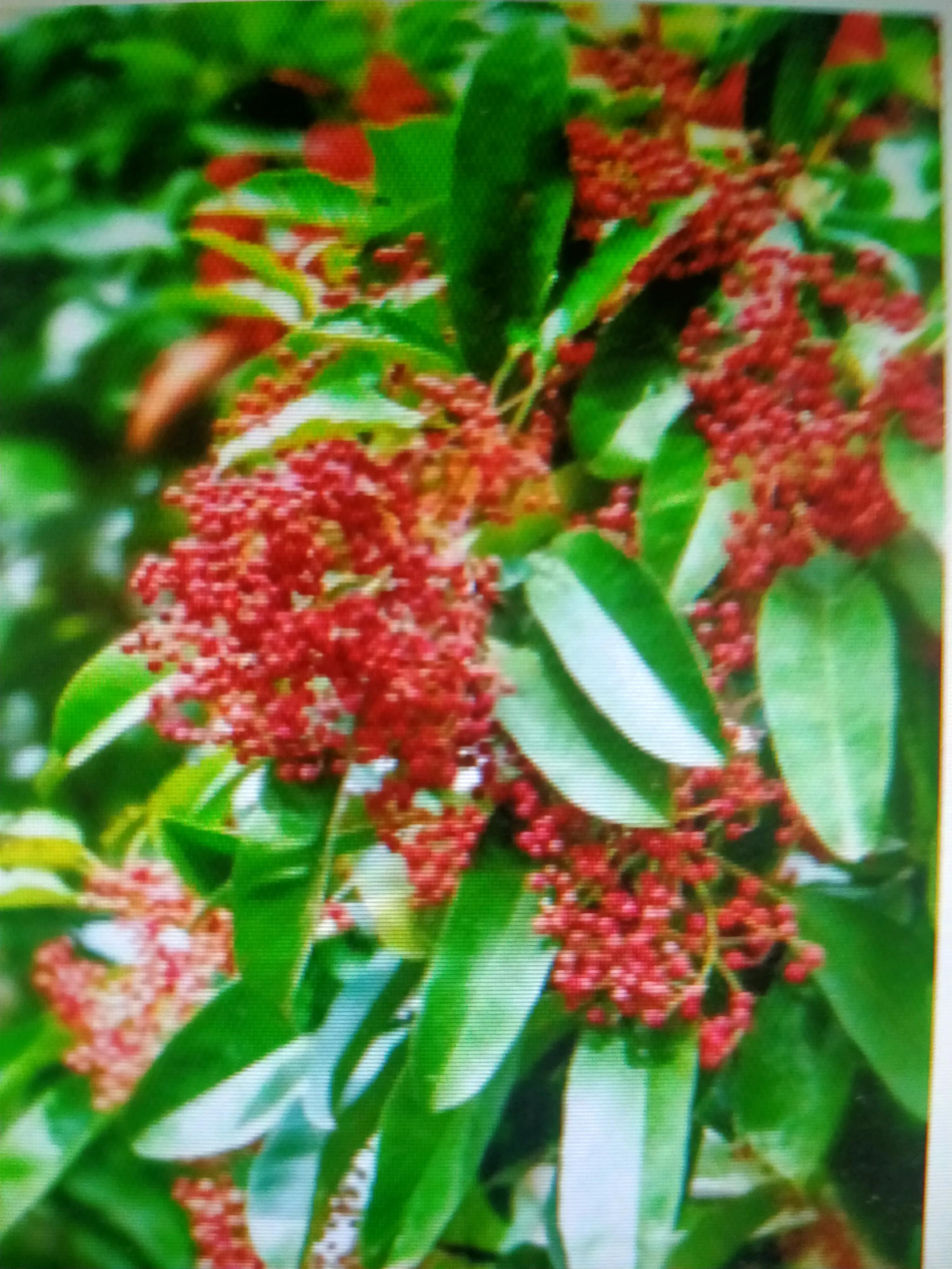 红叶石楠树1.5米,红叶石楠耐寒吗