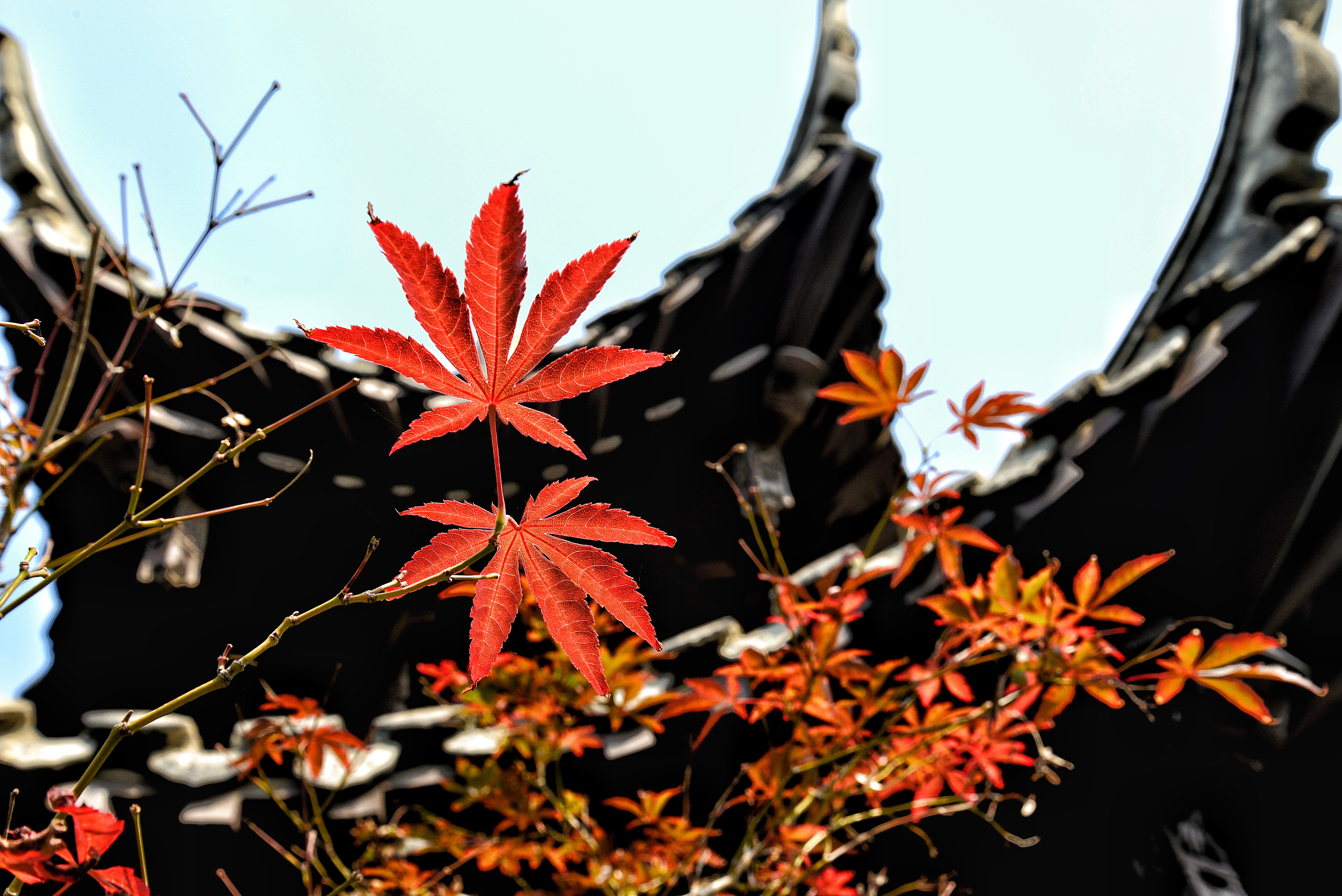 尼康d750和尼康d810和尼康d610,尼康d610缺点在哪里