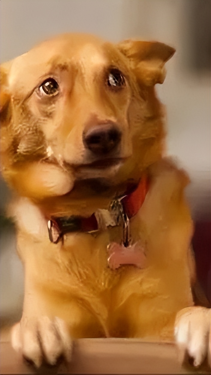 狗狗没有安全感的表现有哪些,没有安全感狗狗能睡这么踏实