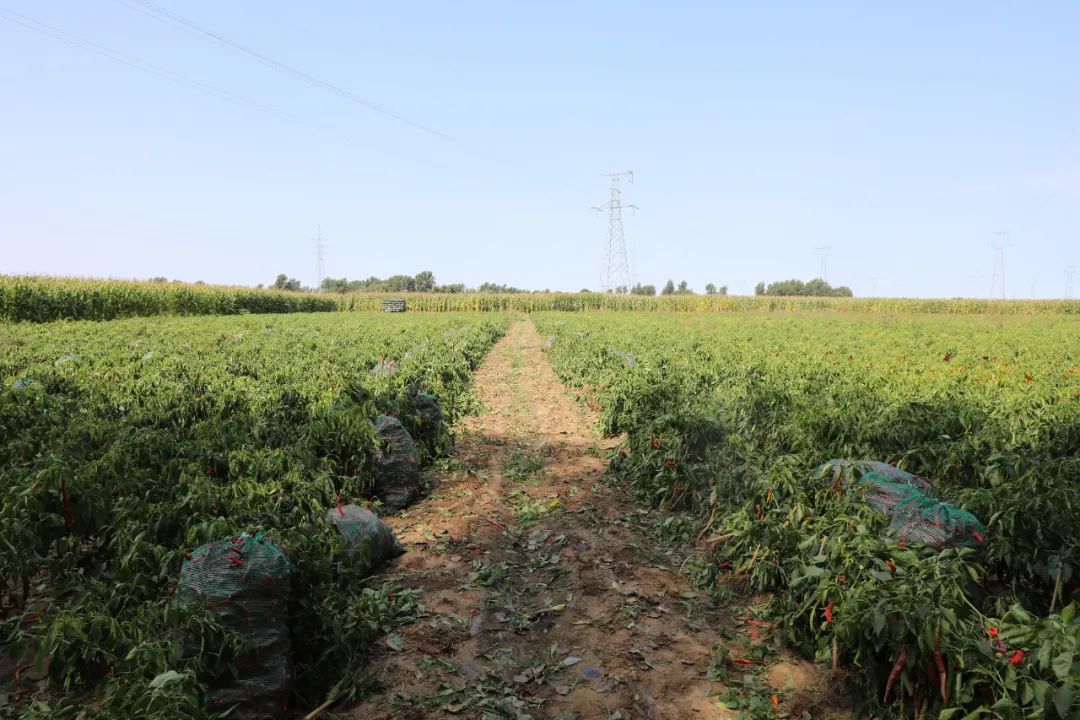 奈曼旗代筒村*党**支部书记兼村主任王海龙:朴实的实干家致富的带头人