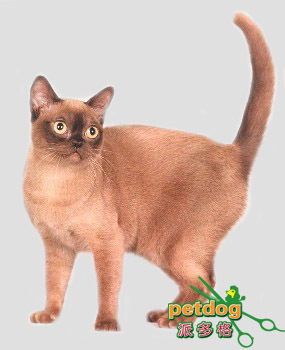 最丑宠物猫多少钱,十大最丑的宠物猫排行