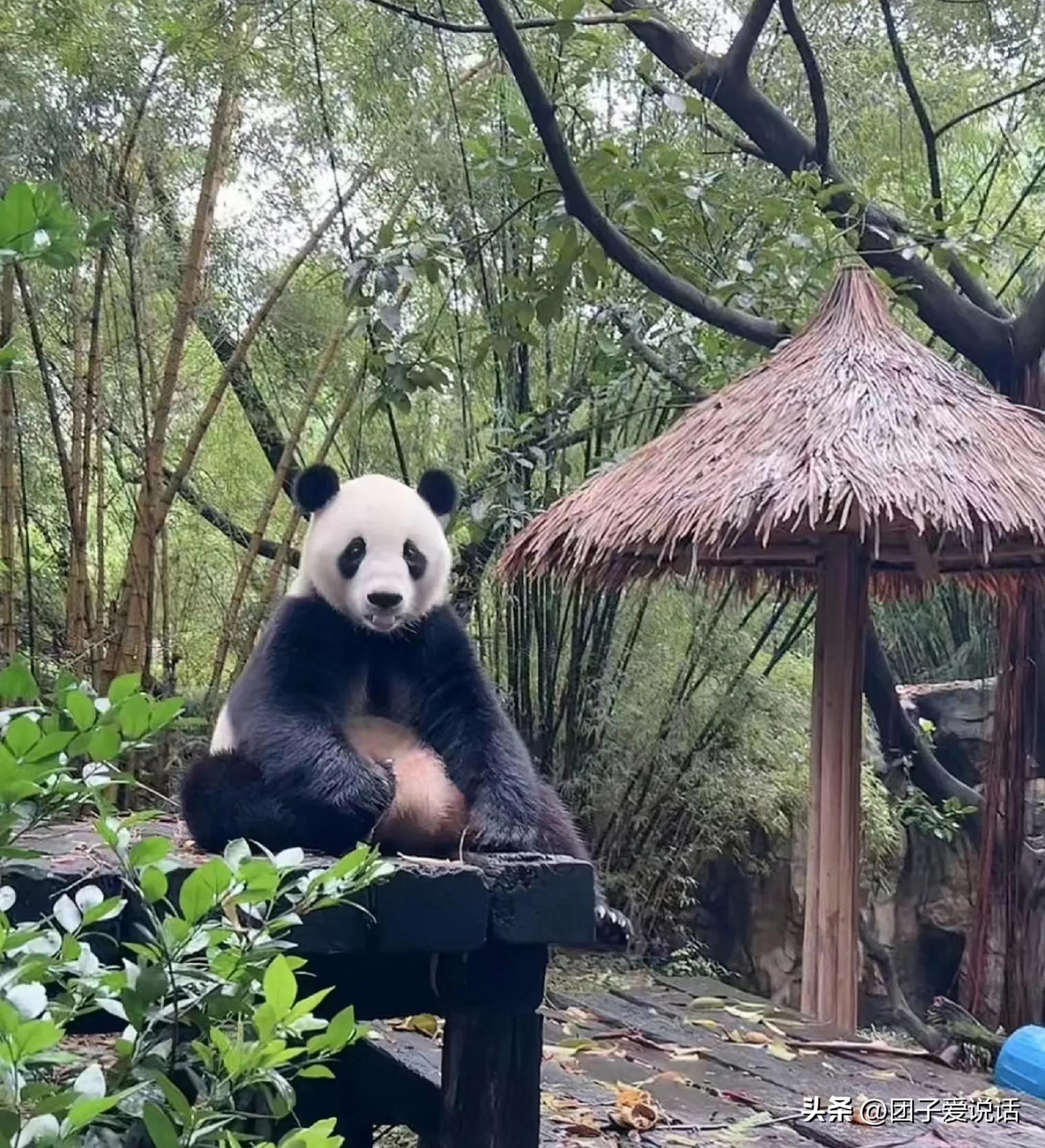 广州长隆野生动物园的大熊猫,广州长隆野生动物世界大熊猫