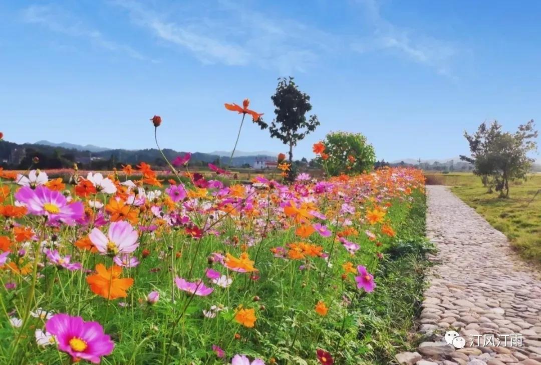 福建长汀戴氏,长汀戴氏族谱