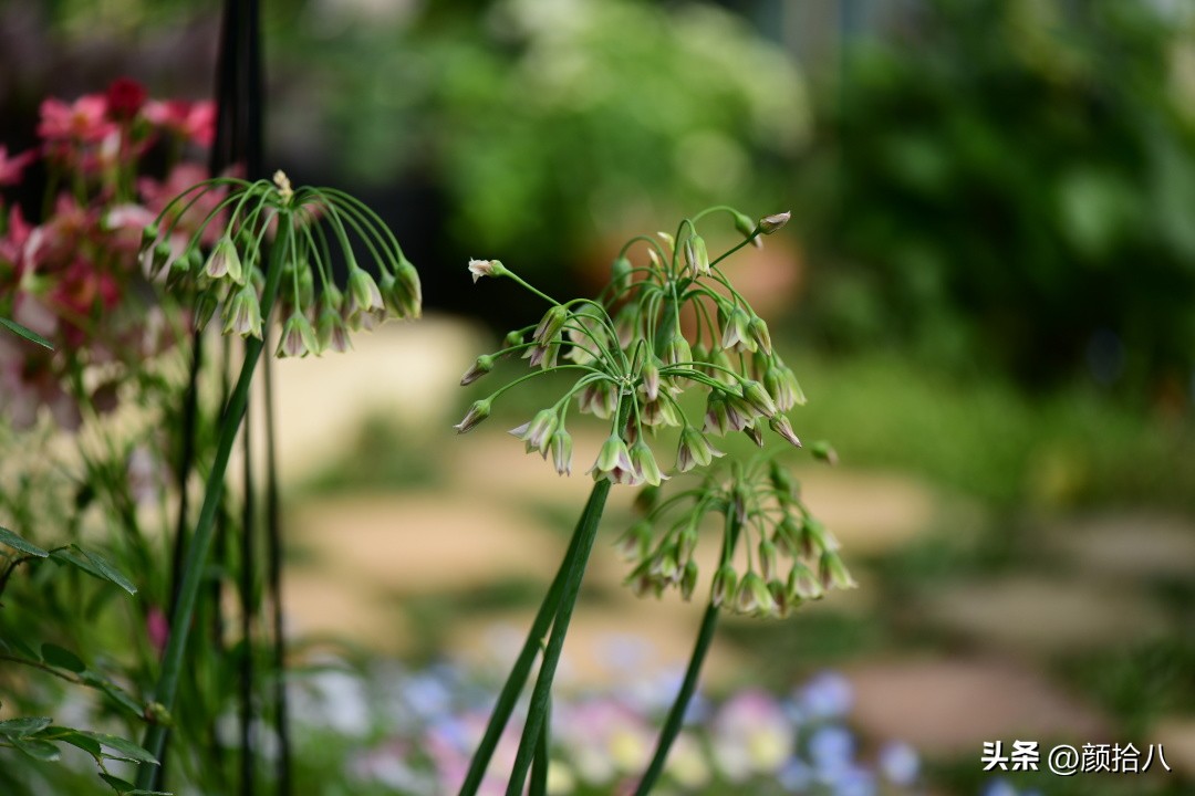 这两年挑战的一些小众球根植物，有收获也有失败|园丁