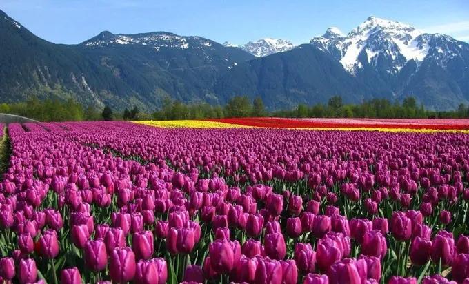 郁金香的花语文案图,郁金香的花语搞笑