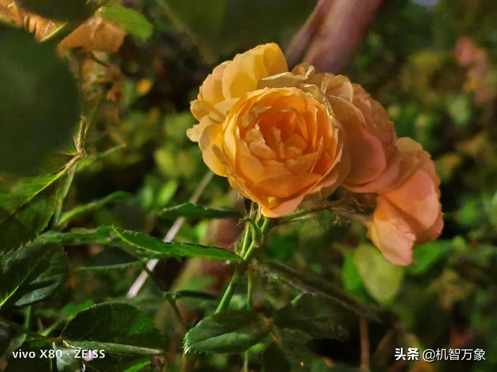 夜里比肉眼看得清楚？vivoX80堪比“夜视仪”，掌握了啥黑科技？