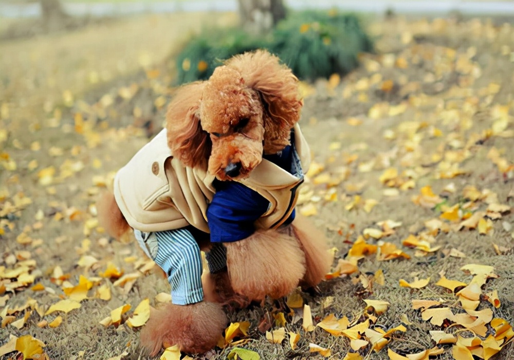 狗狗伤口渗液怎么处理,狗狗伤口出血怎么处理