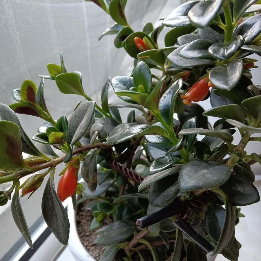 金鱼花怎么养才能长得快又茂盛,金鱼花养护技巧和注意事项