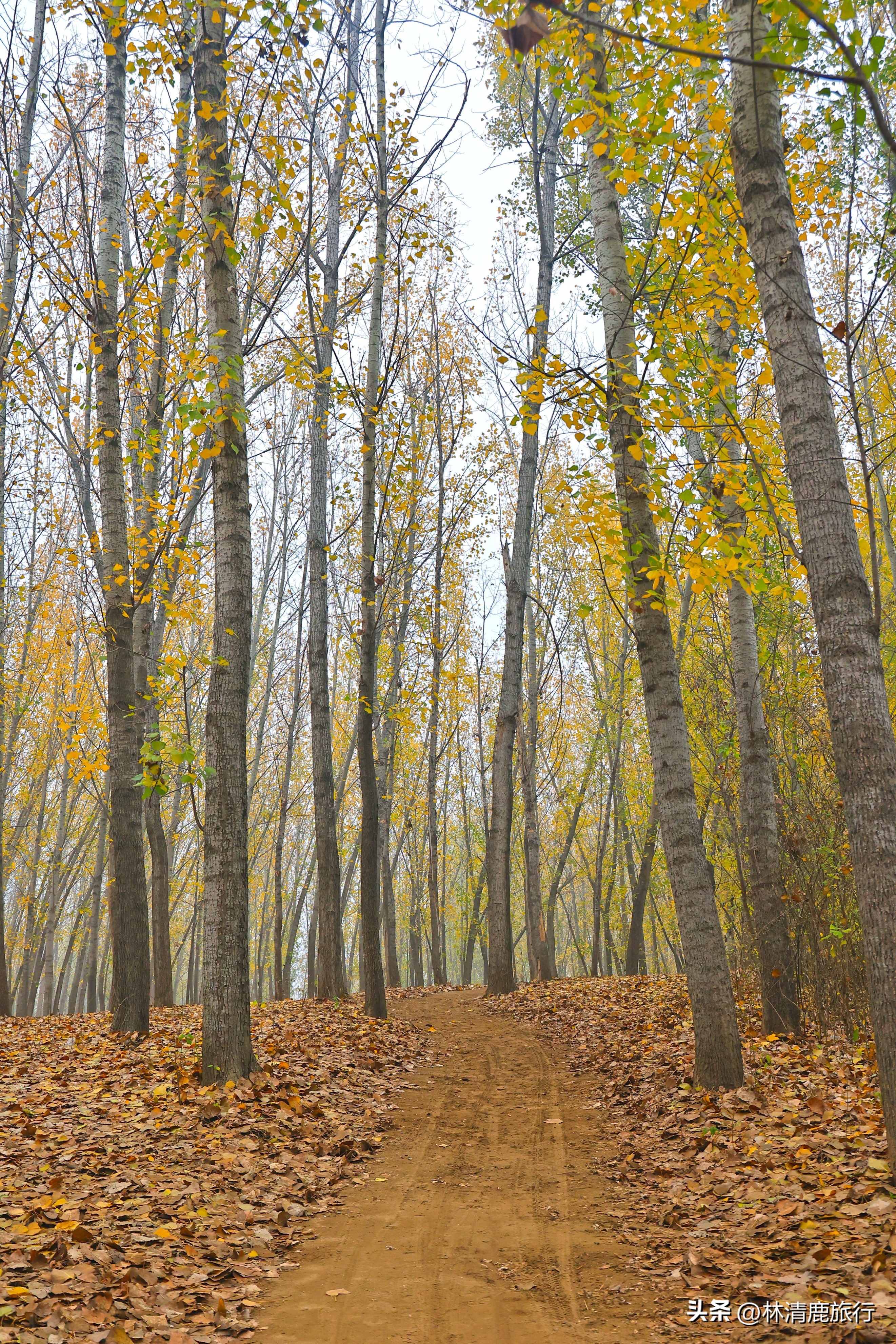 实拍火遍郑州的潮河：被誉为“小伊犁”，好多人来露营烧烤