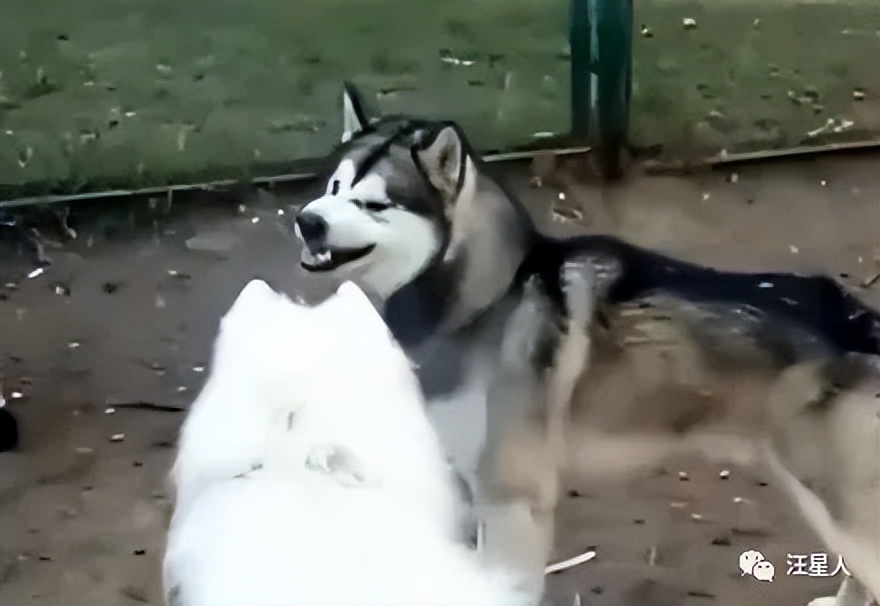 哈士奇和萨摩耶打架，这过程也太搞笑点了吧，笑死