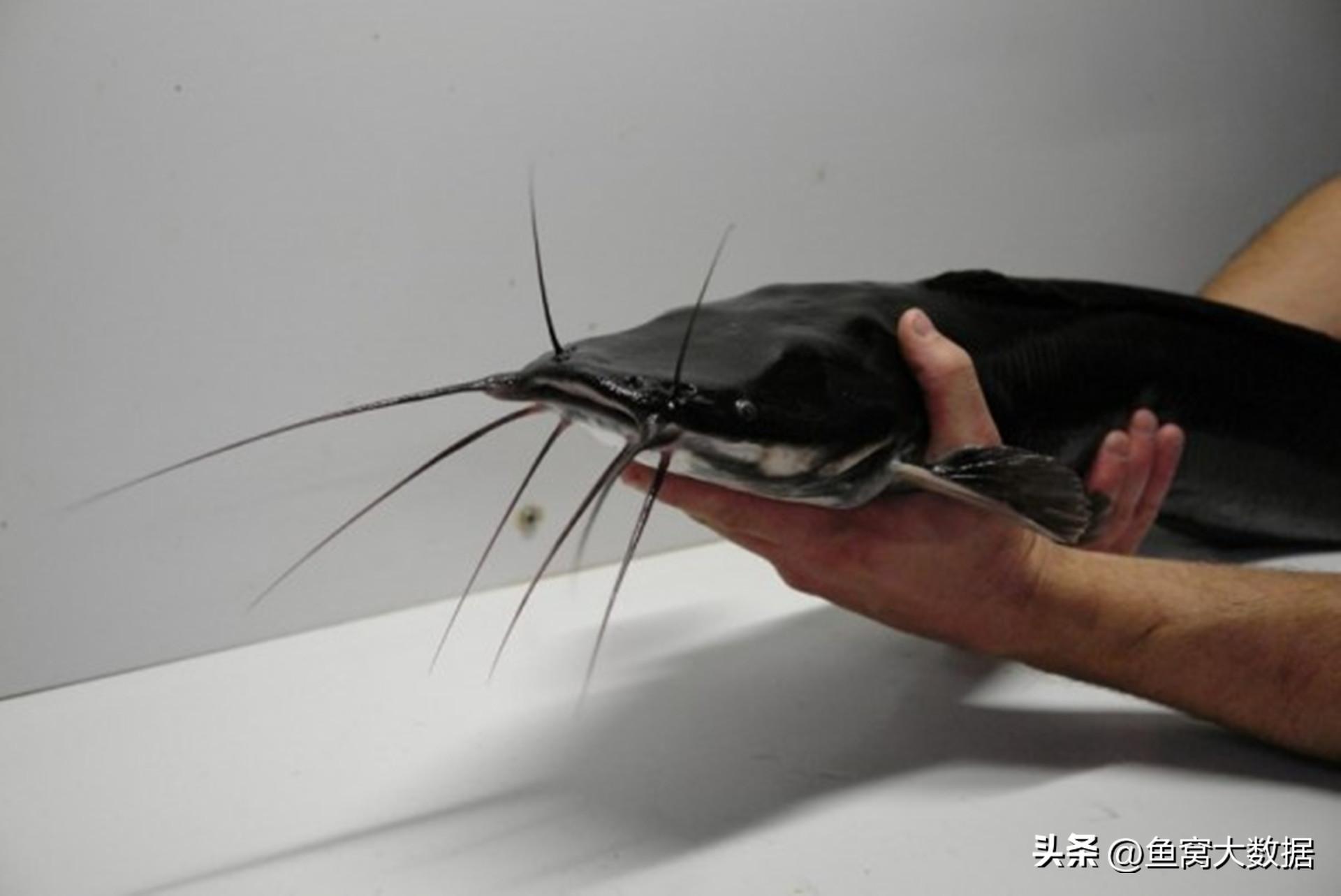 革胡子鲶销声匿迹,革胡子鲶性成熟几年