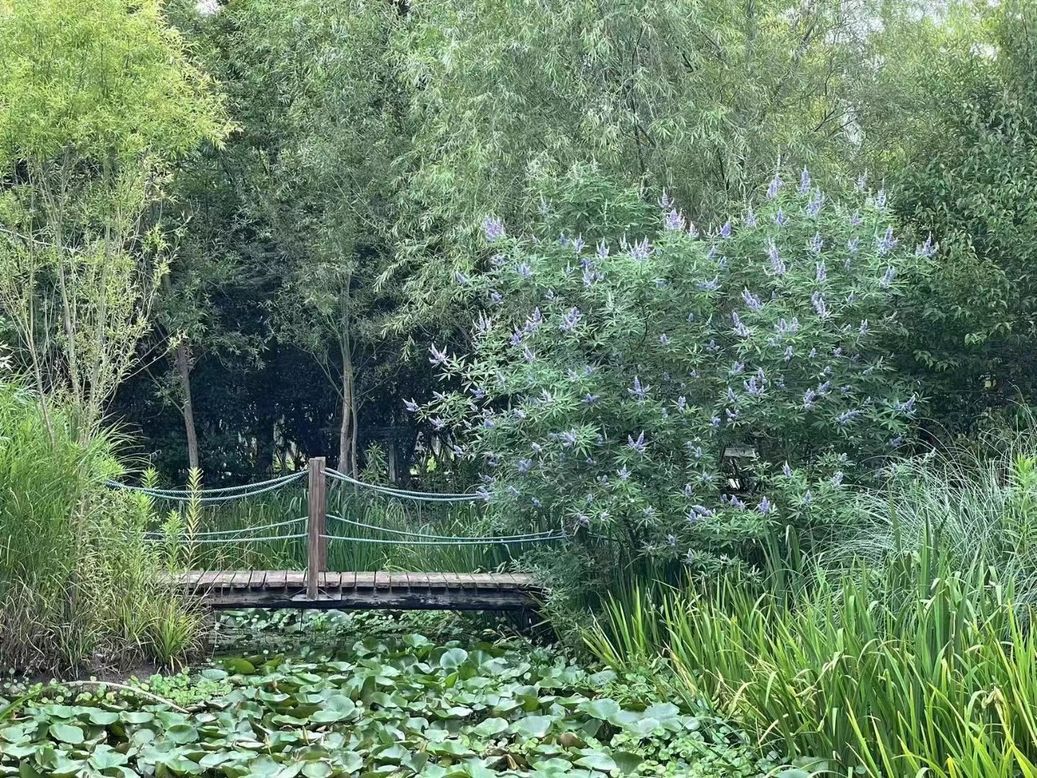 心动！那些藏在崇明民宿里的初秋小美好