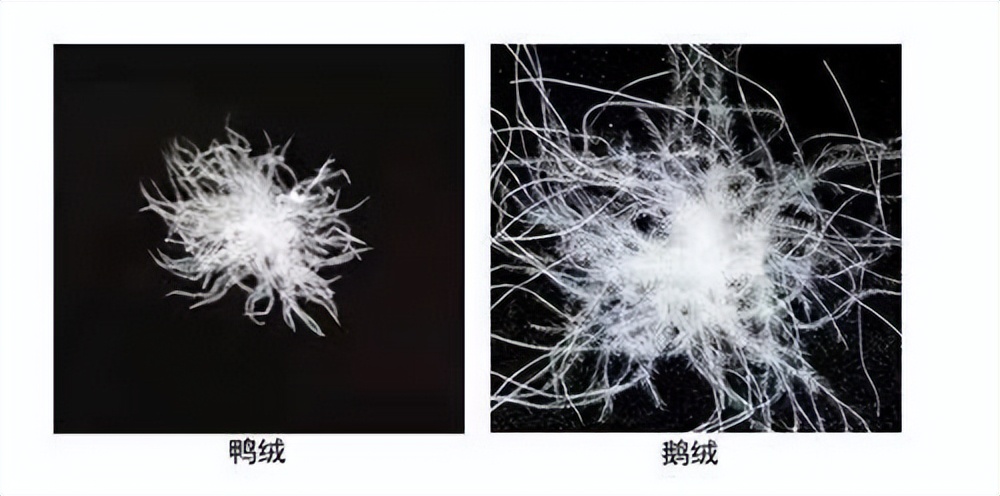 在哪里能买到正宗羽绒被,在哪能买到正品羽绒被