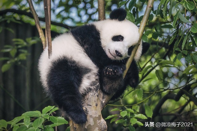 为啥要认养熊猫,认养熊猫熊猫是自己的吗