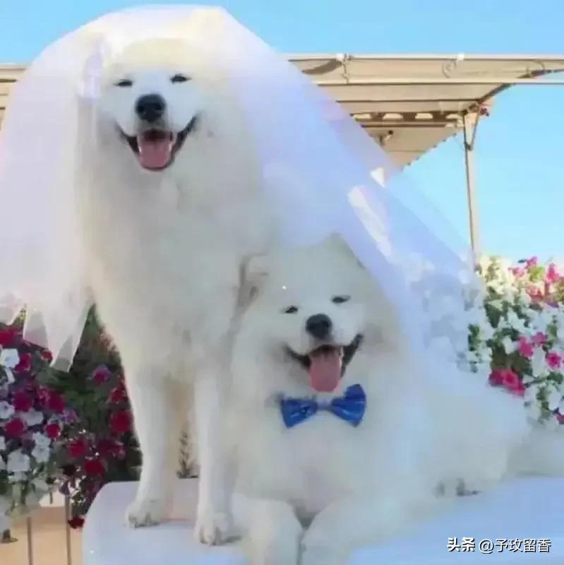 狗的种类常见宠物狗的品种及特点,宠物狗种类及特点