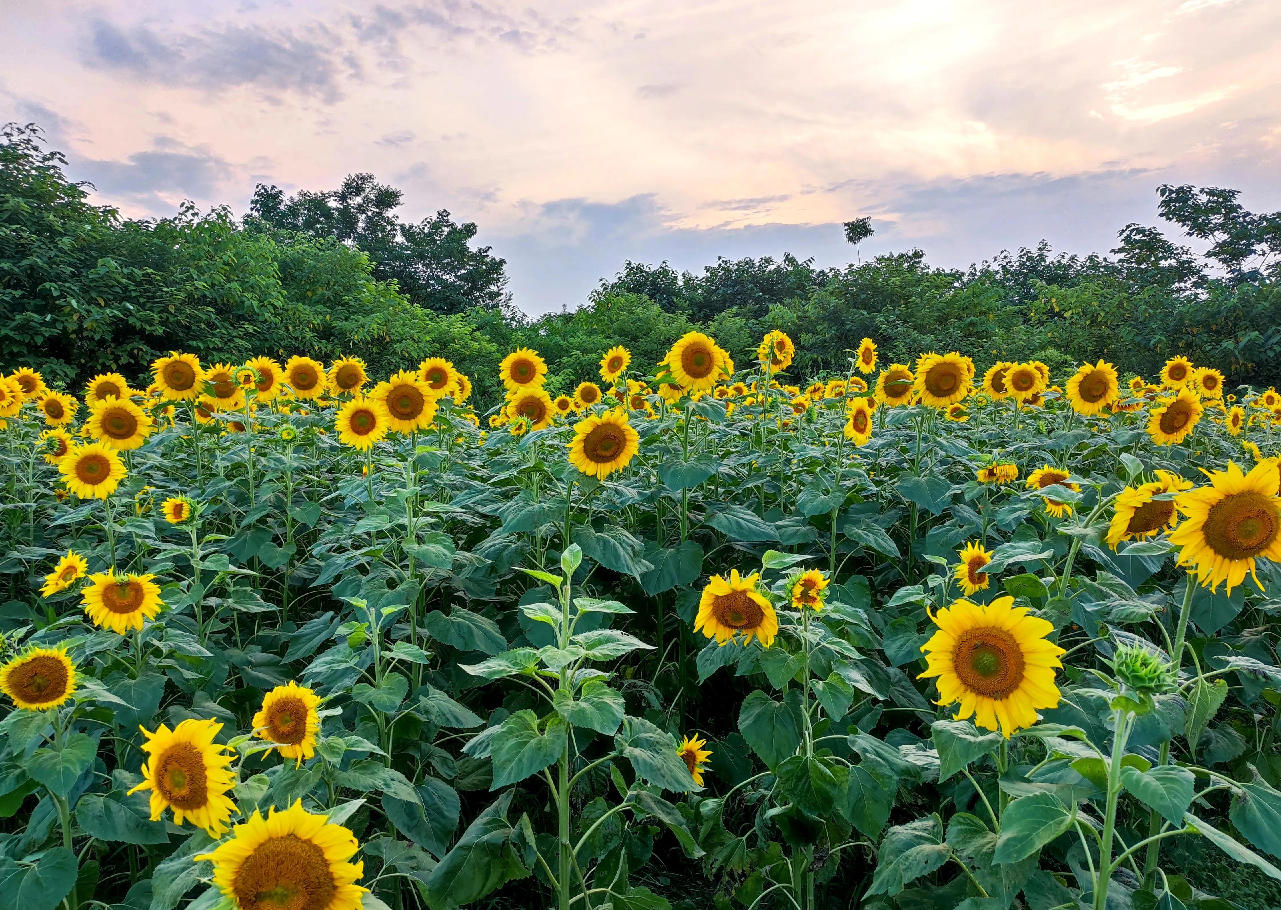 向日葵向阳而生阳光明媚,生如夏花向日葵