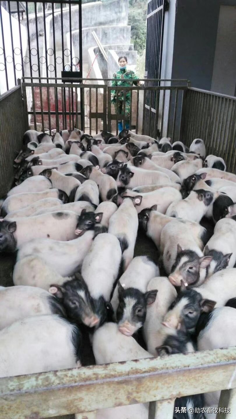 乳酸菌对猪拉稀有帮助吗,猪用乳酸菌有哪些好处