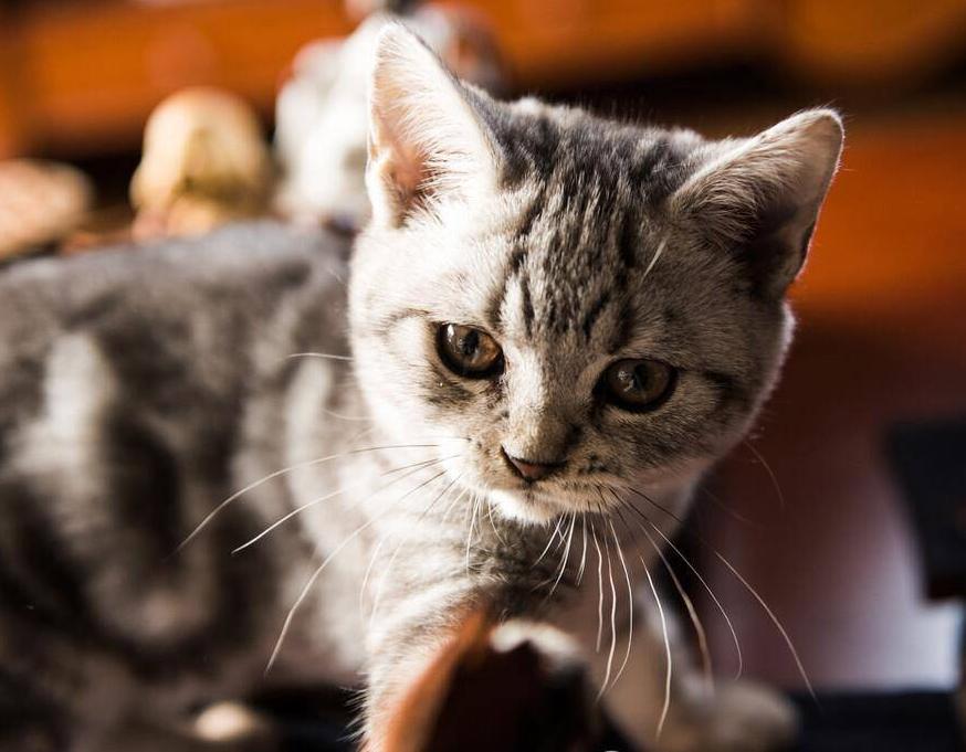 怕热的猫咪,哪个猫咪最怕热