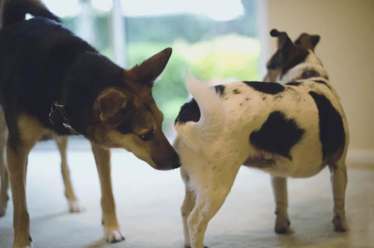 狗狗之间的6种交流方式,你全都知道吗?