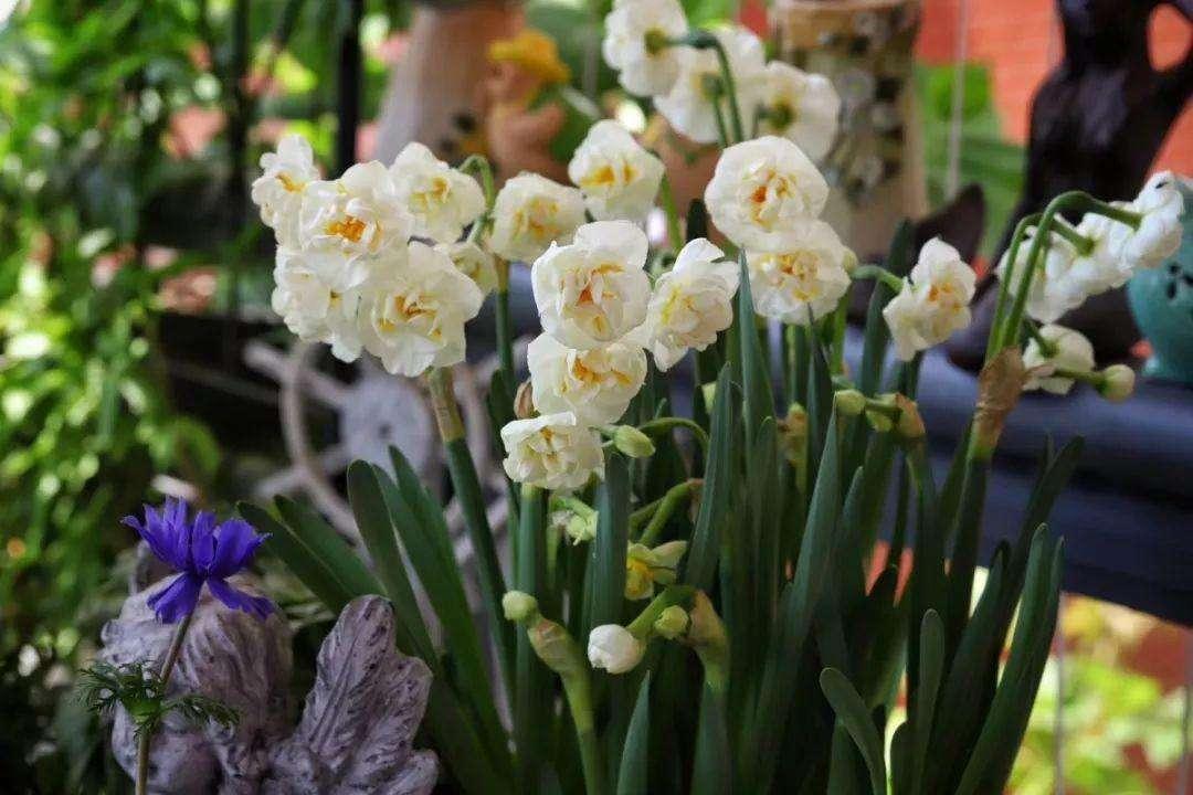 花草三不送,养花三不送