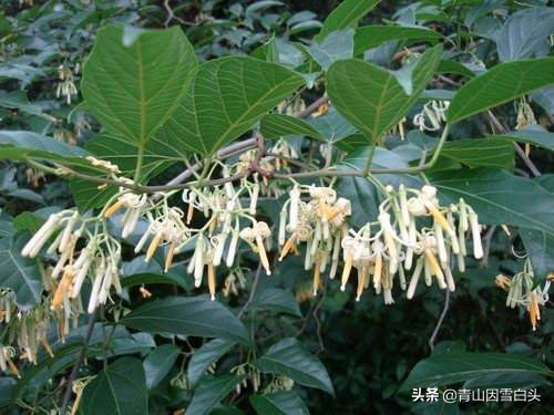 秋枫八角枫,八角枫与秋枫