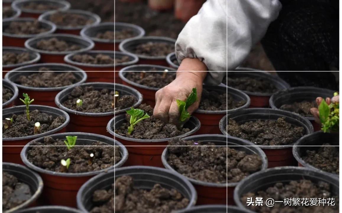 绣球花和球兰花,哪个品种的绣球花球大