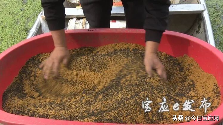 扬州宝应小龙虾养殖场,淮安5000亩小龙虾养殖