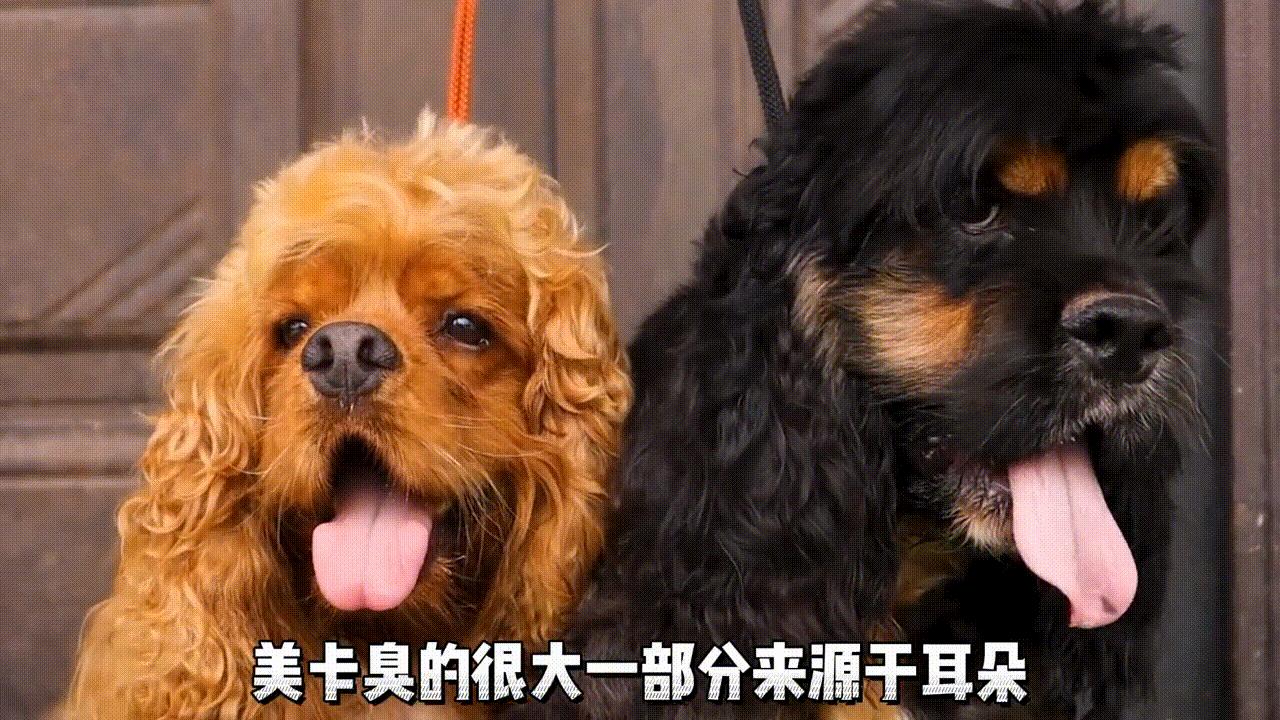 美国可卡犬建议养吗,美国可卡适合家养吗