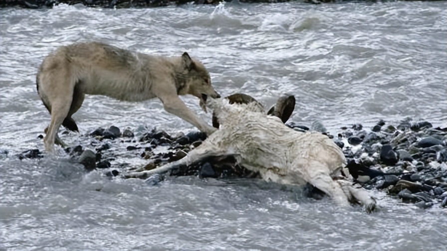 新疆姑娘回家被狼群包围,新疆姑娘遇到狼群